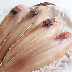 홍서대(박대, 왕6) 60미 (기니아)