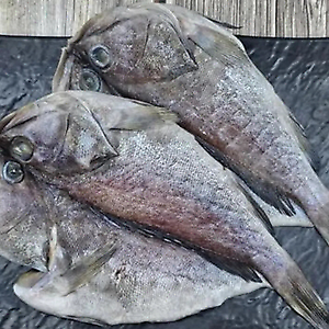 능성어(300/500) 40미