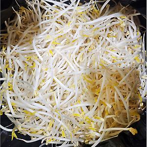 숙주나물 3.5kg  (수입산)