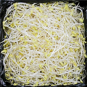 곱슬이 콩나물 3.5kg (수입산)