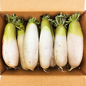 국내산 무우 18kg (10~12수 내외)