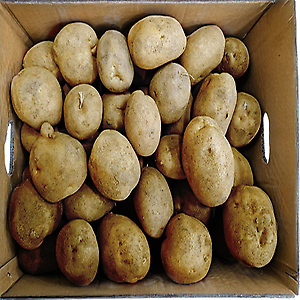 감자(왕왕) 20kg (1BOX)