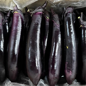 국내산 가지 5 kg (50입 내외)