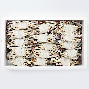 꽃게(숫) - 중(10kg) 국내산