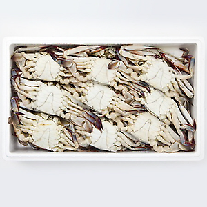 꽃게(숫) - 대(10kg) 국내산